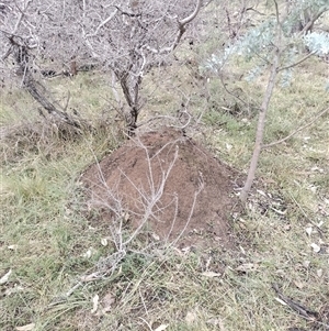 Nasutitermes exitiosus at Campbell, ACT - suppressed