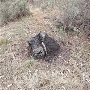 Nasutitermes exitiosus at Campbell, ACT - suppressed