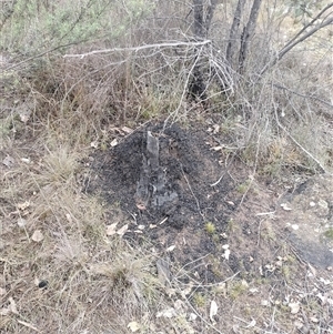 Nasutitermes exitiosus at Campbell, ACT - 6 Jun 2024