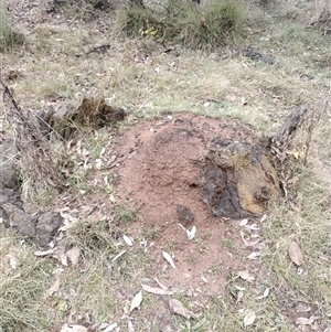 Nasutitermes exitiosus at Campbell, ACT - suppressed