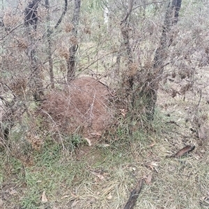 Nasutitermes exitiosus at Campbell, ACT - suppressed