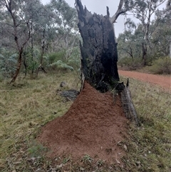 Nasutitermes exitiosus (Snouted termite, Gluegun termite) at Campbell, ACT - 6 Jun 2024 by DonFletcher