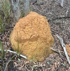 Coptotermes lacteus (Milk Termite) at O'Connor, ACT - 6 Jun 2024 by DonFletcher