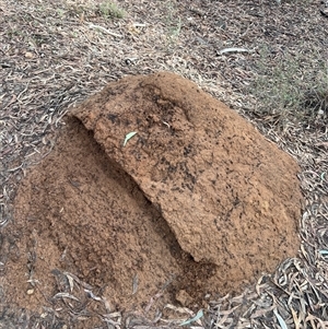 Nasutitermes exitiosus at O'Connor, ACT - suppressed