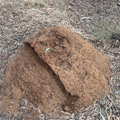 Nasutitermes exitiosus (Snouted termite, Gluegun termite) at O'Connor, ACT - 7 Jun 2024 by DonFletcher