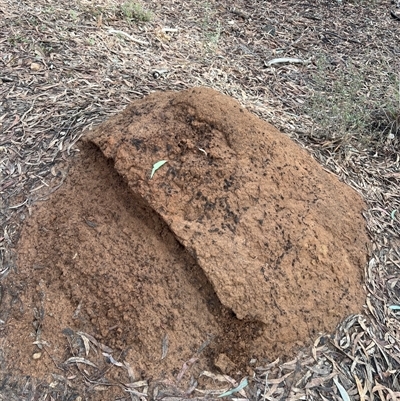 Nasutitermes exitiosus (Snouted termite, Gluegun termite) at O'Connor, ACT - 6 Jun 2024 by DonFletcher