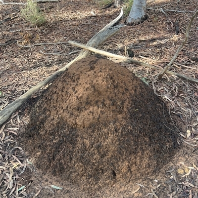 Nasutitermes exitiosus (Snouted termite, Gluegun termite) at O'Connor, ACT - 7 Jun 2024 by DonFletcher