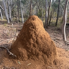 Coptotermes lacteus (Milk Termite) at O'Connor, ACT - 7 Jun 2024 by DonFletcher