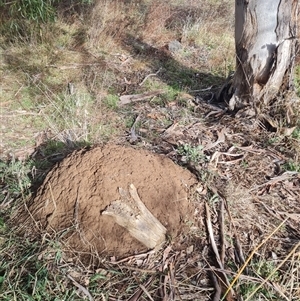 Nasutitermes exitiosus at Ainslie, ACT - suppressed