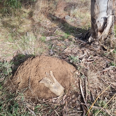 Nasutitermes exitiosus (Snouted termite, Gluegun termite) at Ainslie, ACT - 7 Jun 2024 by DonFletcher