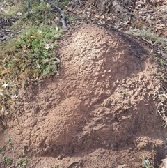 Nasutitermes exitiosus (Snouted termite, Gluegun termite) at Ainslie, ACT - 7 Jun 2024 by DonFletcher