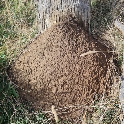 Nasutitermes exitiosus (Snouted termite, Gluegun termite) at Ainslie, ACT - 7 Jun 2024 by DonFletcher