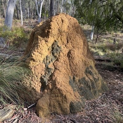 Coptotermes lacteus (Milk Termite) at Bruce, ACT - 7 Jun 2024 by DonFletcher