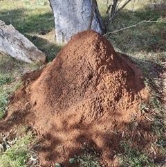 Nasutitermes exitiosus (Snouted termite, Gluegun termite) at Ainslie, ACT - 7 Jun 2024 by DonFletcher