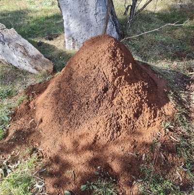 Nasutitermes exitiosus (Snouted termite, Gluegun termite) at Ainslie, ACT - 7 Jun 2024 by DonFletcher