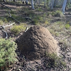 Nasutitermes exitiosus (Snouted termite, Gluegun termite) at Bruce, ACT - 7 Jun 2024 by DonFletcher