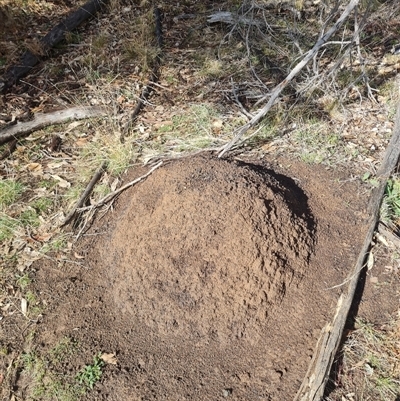 Nasutitermes exitiosus (Snouted termite, Gluegun termite) at Ainslie, ACT - 7 Jun 2024 by DonFletcher