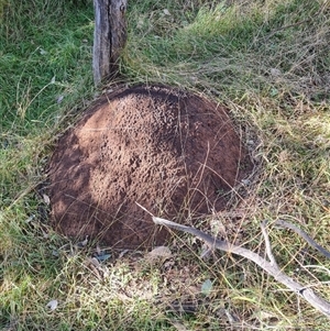 Nasutitermes exitiosus at Ainslie, ACT - suppressed