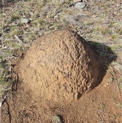 Nasutitermes exitiosus (Snouted termite, Gluegun termite) at Ainslie, ACT - 7 Jun 2024 by DonFletcher