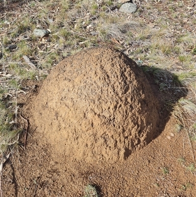 Nasutitermes exitiosus (Snouted termite, Gluegun termite) at Ainslie, ACT - 7 Jun 2024 by DonFletcher