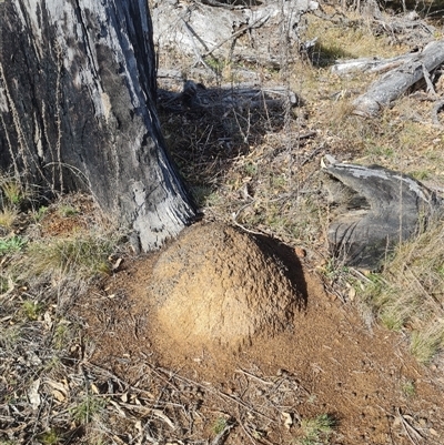 Nasutitermes exitiosus (Snouted termite, Gluegun termite) at Ainslie, ACT - 7 Jun 2024 by DonFletcher