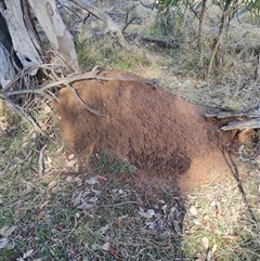 Nasutitermes exitiosus (Snouted termite, Gluegun termite) at Ainslie, ACT - 7 Jun 2024 by DonFletcher