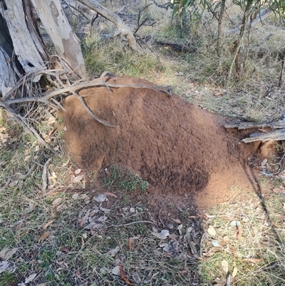 Nasutitermes exitiosus (Snouted termite, Gluegun termite) at Ainslie, ACT - 7 Jun 2024 by DonFletcher