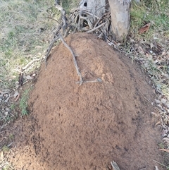 Nasutitermes exitiosus at Ainslie, ACT - suppressed