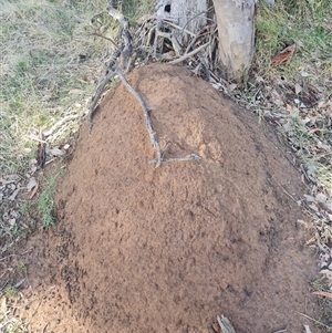 Nasutitermes exitiosus at Ainslie, ACT - suppressed