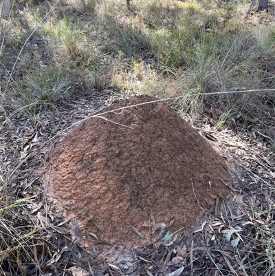 Nasutitermes exitiosus (Snouted termite, Gluegun termite) at Bruce, ACT - 7 Jun 2024 by DonFletcher