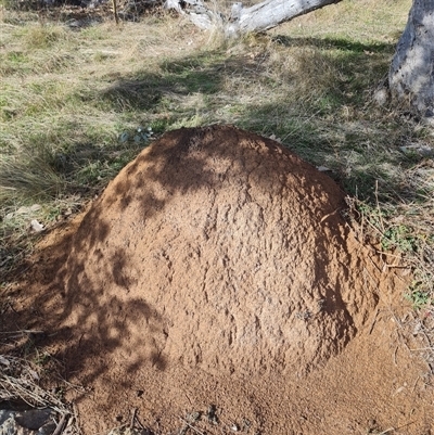 Nasutitermes exitiosus (Snouted termite, Gluegun termite) at Ainslie, ACT - 7 Jun 2024 by DonFletcher