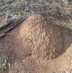 Nasutitermes exitiosus (Snouted termite, Gluegun termite) at Ainslie, ACT - 7 Jun 2024 by DonFletcher