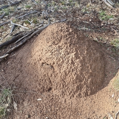 Nasutitermes exitiosus (Snouted termite, Gluegun termite) at Ainslie, ACT - 7 Jun 2024 by DonFletcher