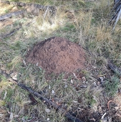 Nasutitermes exitiosus (Snouted termite, Gluegun termite) at Ainslie, ACT - 7 Jun 2024 by DonFletcher