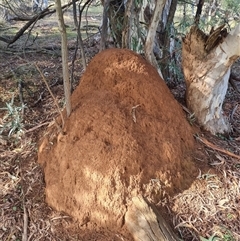 Nasutitermes exitiosus (Snouted termite, Gluegun termite) at Ainslie, ACT - 7 Jun 2024 by DonFletcher