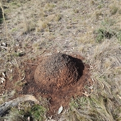 Nasutitermes exitiosus (Snouted termite, Gluegun termite) at Ainslie, ACT - 7 Jun 2024 by DonFletcher