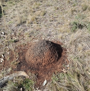 Nasutitermes exitiosus at Ainslie, ACT - suppressed