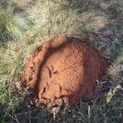 Nasutitermes exitiosus (Snouted termite, Gluegun termite) at Ainslie, ACT - 7 Jun 2024 by DonFletcher