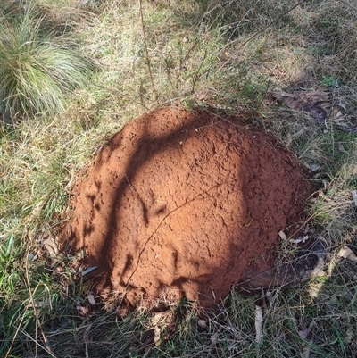 Nasutitermes exitiosus (Snouted termite, Gluegun termite) at Ainslie, ACT - 7 Jun 2024 by DonFletcher