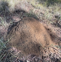 Nasutitermes exitiosus (Snouted termite, Gluegun termite) at Bruce, ACT - 7 Jun 2024 by DonFletcher