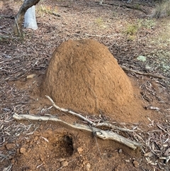 Nasutitermes exitiosus (Snouted termite, Gluegun termite) at Bruce, ACT - 7 Jun 2024 by DonFletcher