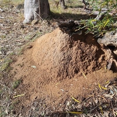 Nasutitermes exitiosus (Snouted termite, Gluegun termite) at Ainslie, ACT - 7 Jun 2024 by DonFletcher