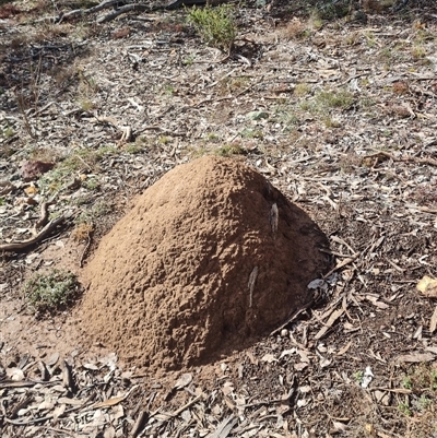 Nasutitermes exitiosus (Snouted termite, Gluegun termite) at Ainslie, ACT - 7 Jun 2024 by DonFletcher