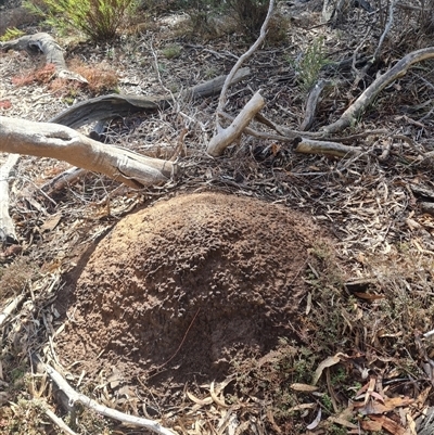 Nasutitermes exitiosus (Snouted termite, Gluegun termite) at Ainslie, ACT - 7 Jun 2024 by DonFletcher