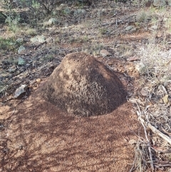 Nasutitermes exitiosus (Snouted termite, Gluegun termite) at Ainslie, ACT - 7 Jun 2024 by DonFletcher