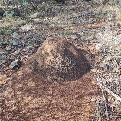 Nasutitermes exitiosus (Snouted termite, Gluegun termite) at Ainslie, ACT - 7 Jun 2024 by DonFletcher