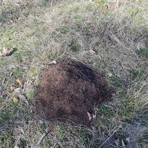 Nasutitermes exitiosus at Ainslie, ACT - suppressed