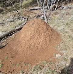 Nasutitermes exitiosus (Snouted termite, Gluegun termite) at Ainslie, ACT - 7 Jun 2024 by DonFletcher