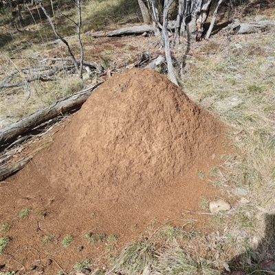 Nasutitermes exitiosus (Snouted termite, Gluegun termite) at Ainslie, ACT - 7 Jun 2024 by DonFletcher