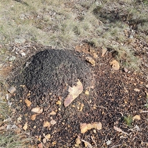 Nasutitermes exitiosus at Ainslie, ACT - suppressed